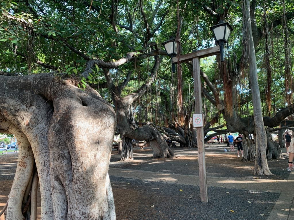 Banyan Tree - Ancient Big Tree - Lahaina, Maui, Hawai'i By. RDHJ